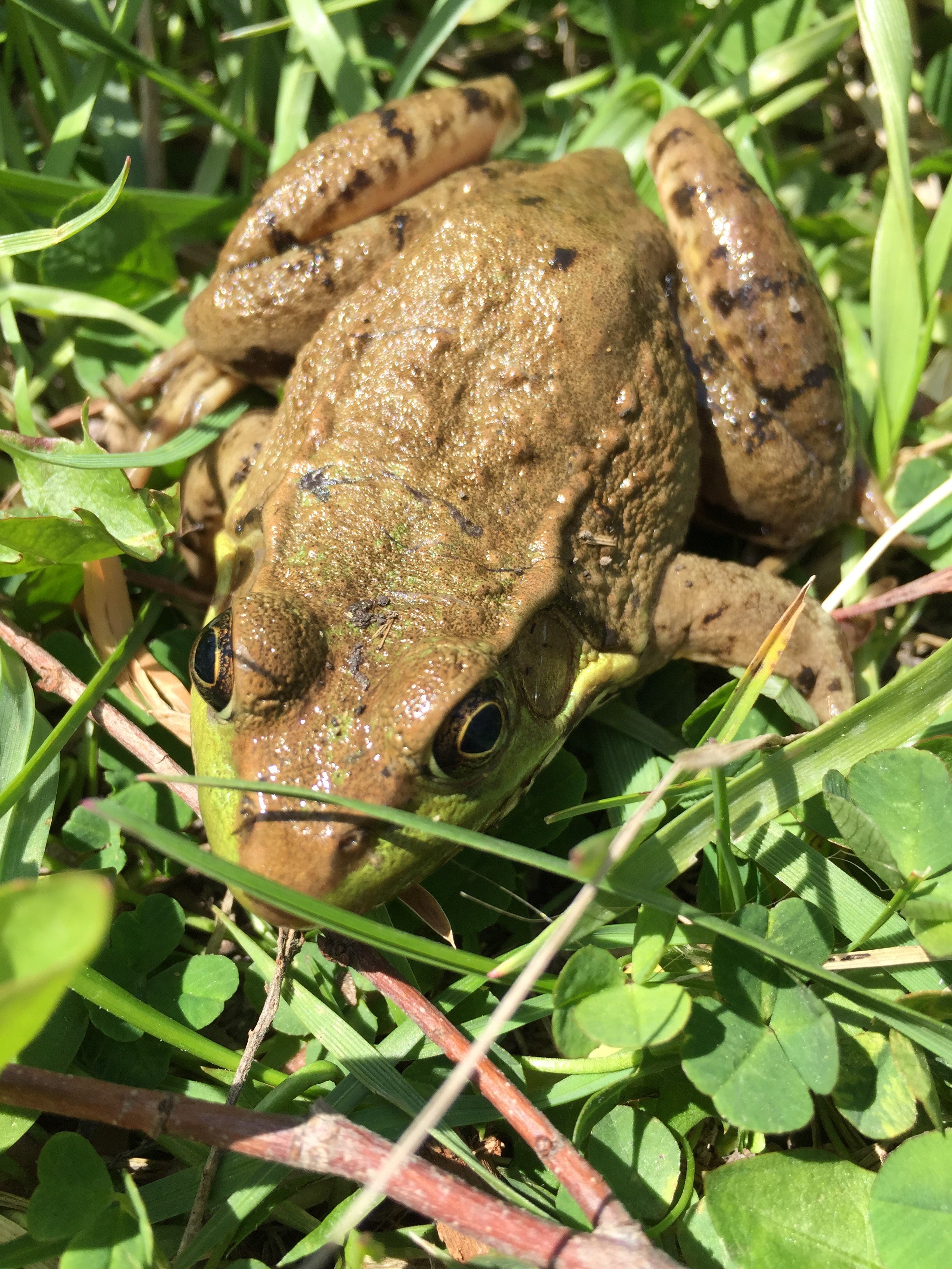 Wildlife Myths Can Frogs Give You Warts?